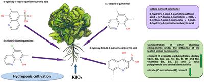 Evaluation of the chemical composition and nutritional value of lettuce (Lactuca sativa L.) biofortified in hydroponics with iodine in the form of iodoquinolines